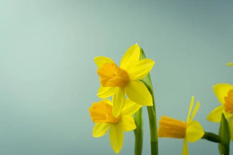 Bunch of blooming daffodils Stock Photos