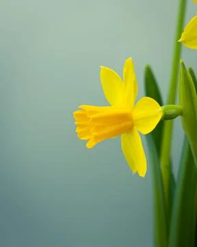Bunch of blooming daffodils Stock Photos