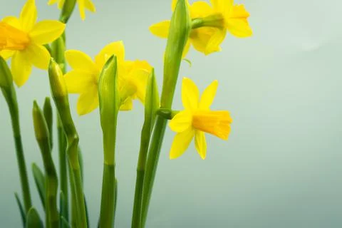 Bunch of blooming daffodils Stock Photos