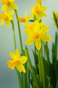 Bunch of blooming daffodils Stock Photos