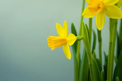 Bunch of blooming daffodils Stock Photos