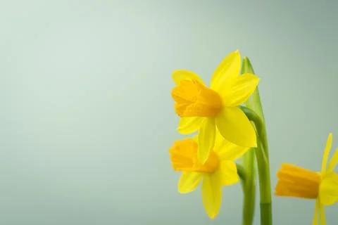 Bunch of blooming daffodils Stock Photos