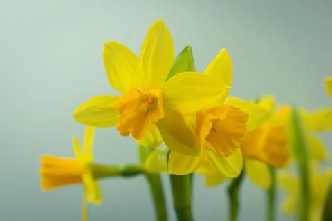 Bunch of blooming daffodils Stock Photos