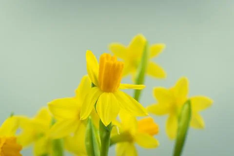 Bunch of blooming daffodils Stock Photos