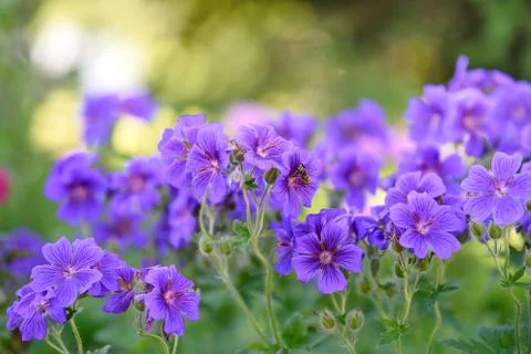 Bunch of blooming geranium and bee Foto stock