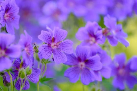 Bunch of blooming geranium Foto stock