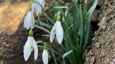 Bunch of blooming snowdrops in the forest in spring time. Stock Footage 276162687
