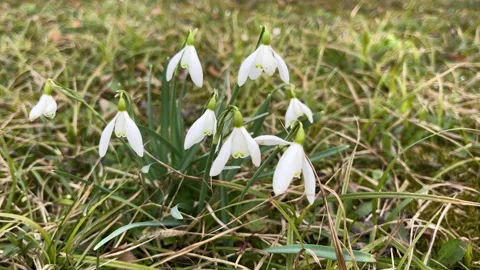 Bunch of blooming snowdrops in the forest in spring time. Video stock 276162813