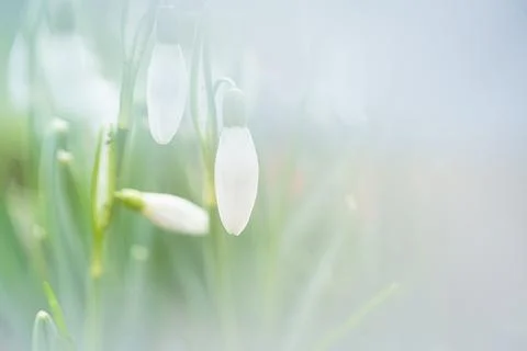 Bunch of blooming spring snowdrops Stock Photos