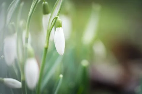 Bunch of blooming spring snowdrops Stock Photos