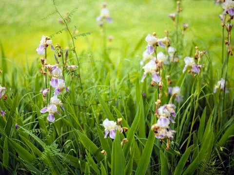 Bunch Of Blue Bells Photos