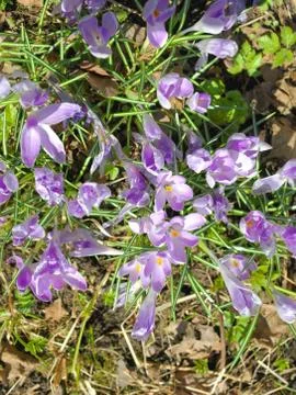 Bunch of blue crocuses Photos
