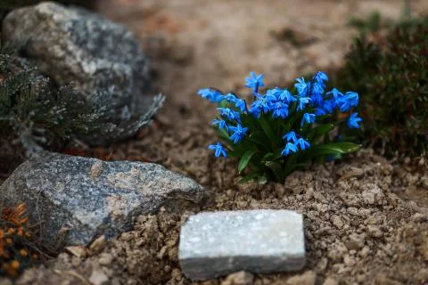 Bunch of blue first spring flowers on the ground Stock Photos