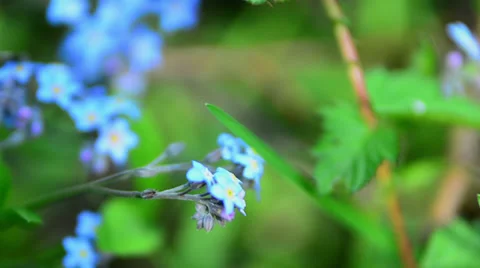 Bunch of blue flowers tracking Stock Footage 37799034