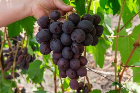Bunch of blue grape in hand against grapevine on vineyard Stock Photos