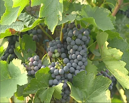 Bunch of blue grapes - close up Stock Footage 33823578