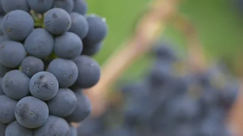 Bunch of blue grapes on grapevine in vineyard Stock Footage 83885324