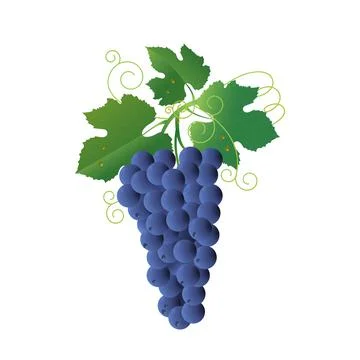 Bunch of blue grapes. Illustration. Stock Illustration