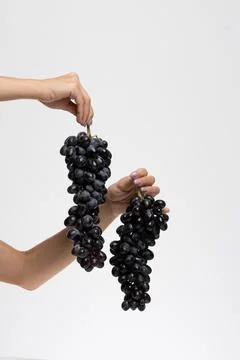 Bunch of blue grapes isolate 写真素材