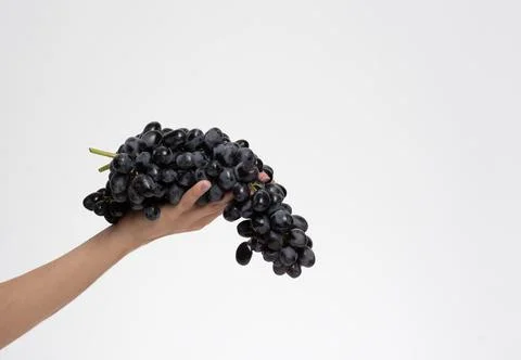 Bunch of blue grapes isolate 写真素材