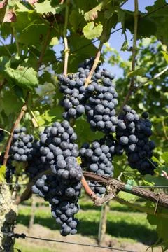 Bunch of blue grapes Stock Photos