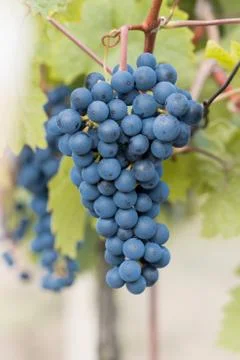 Bunch of blue grapes Stock Photos