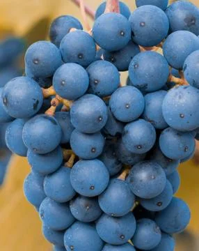 Bunch of blue grapes Stock Photos