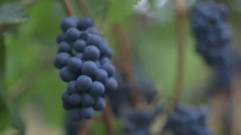 Bunch of blue grapes in a vineyard Stock Footage 83861585