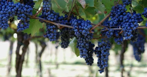 Bunch of blue grapes in the vineyard Stock Footage 117057251