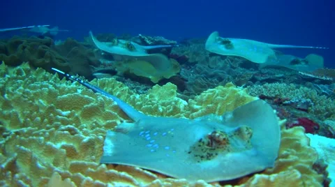 Bunch of blue-spotted stingrays (Dasyatis kuhlii) resting on soft coral Stock Footage 65997142