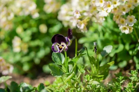 A bunch of blue violets Stock Photos
