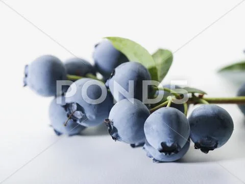 Bunch of Blueberries with Branch Stock Photos