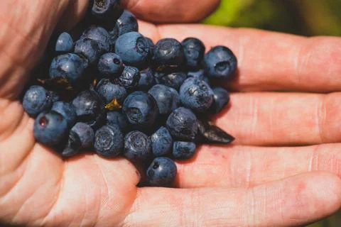 Bunch of blueberries in the hand Stock Photos