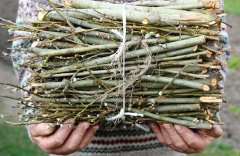 Bunch of branches Stock Photos