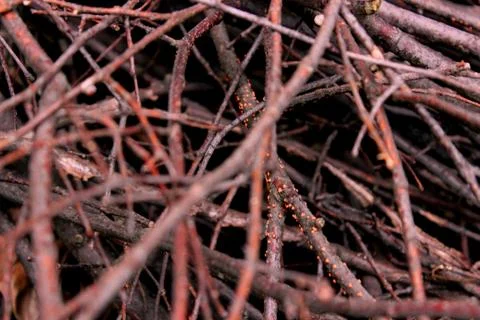 A bunch of branches Stock Photos