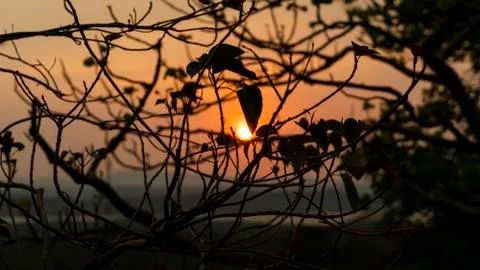 Bunch Of Branches On The Sunset Stock Photos