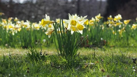 A Bunch Of Bright Yellow Daffodils Gently Moving In The Wind Stock Footage 151609895