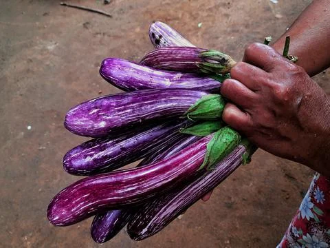 Bunch of brinjal Foto stock