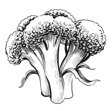 Bunch of broccoli Illustrazione stock