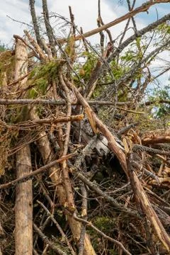 Bunch broken trees storm impassable barrier windbreak pattern base Stock Photos