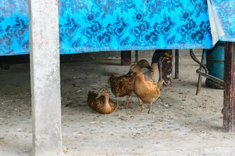 Bunch of brown ducks hiding under the table Stock Photos