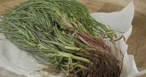 Bunch bundle of fresh opposite-leaved saltwort Stock Footage 150571172