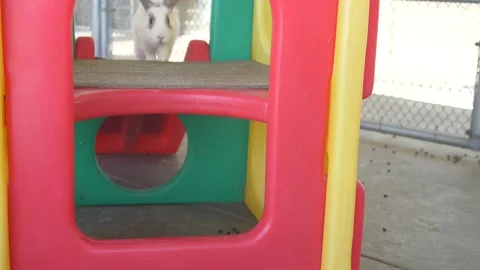 A Bunch of Bunnies Playing on a Playhouse Stock Footage 219963258