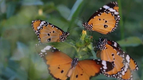 A Bunch Of Butterflies Flapping Their Wings Together Stock Footage 103865258