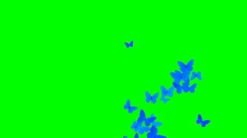 Bunch of butterfly flying same direction over green screen 스톡 동영상 127647536