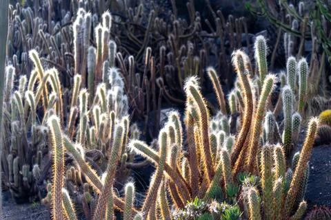 A bunch of cacti are in the sun Stock Photos