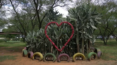 Bunch of Cacti (Cactus) Stock Footage 235918802