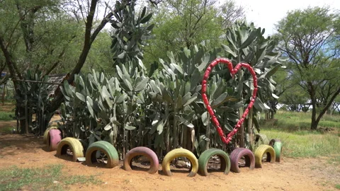 Bunch of Cacti (Cactus) V2 Stock Footage 235918803