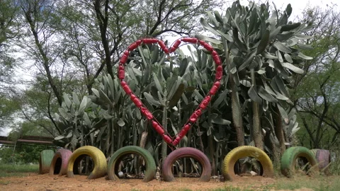 Bunch of Cacti (Cactus) V3 Stock Footage 235918902