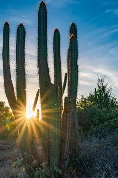 A bunch of cacti with a sun shining on them Fotos Stock